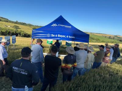 Coprossel realiza “Tarde de Campo” de cultura do trigo em Porto Barreiro